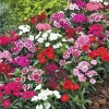 Dianthus Live Plant - Fragrant Mixed Colors Perennial, 3-6 Inch Pot, Zones 3-8 - Image 1