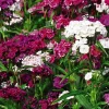 Dianthus Live Plant in Pot – Fragrant Perennial Flower – Mixed Colors – 4-6 inches Tall - Image 1