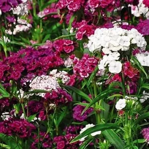 Dianthus Live Plant in Pot – Fragrant Perennial Flower – Mixed Colors – 4-6 inches Tall - Image 3