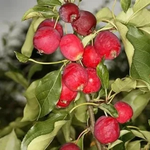 Dolgo Crabapple Live Plant 2-3 ft Tall – Cold Hardy Fruit Tree Outdoor - Image 4