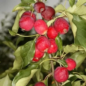 Dolgo Crabapple Live Plant 2-3 ft Tall – Cold Hardy Fruit Tree Outdoor - Image 7