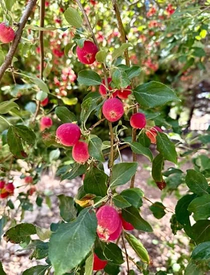 Dolgo Crabapple Tree Live Plant 3-4 ft Tall - Cold Hardy Fruit Tree - Image 1