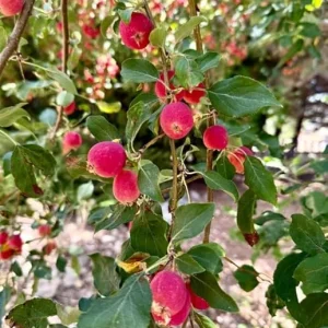 Dolgo Crabapple Tree Live Plant 3-4 ft Tall - Cold Hardy Fruit Tree - Image 2