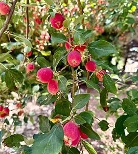 Dolgo Crabapple Tree Live Plant 3-4 ft Tall - Cold Hardy Fruit Tree - Image 6
