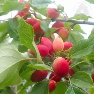 Dolgo Crabapple Tree Live Plant - 4-5 ft Tall, Cold Hardy, Pink Glow Flowers - Image 5