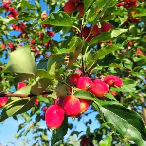 Dolgo Crabapple Trees Live Plants 1-2 ft Tall - Cold Hardy Pink Glow Crabapple - Image 2