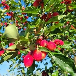 Dolgo Crabapple Trees Live Plants 1-2 ft Tall - Cold Hardy Pink Glow Crabapple - Image 5