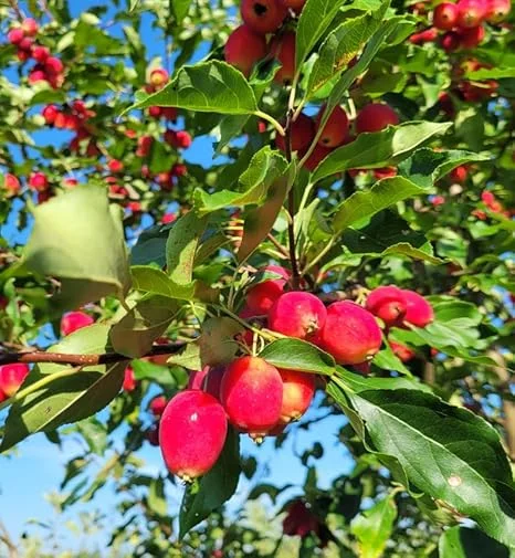 Dolgo Crabapple Trees Live Plants 1-2 ft Tall - Cold Hardy Pink Glow Crabapple - Image 1
