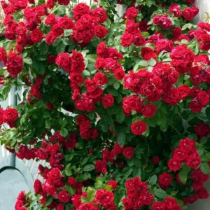 Don Juan Climbing Rose Live Plant – Fragrant Red Flowers – 4 to 7 inch Tall – Outdoor Vining Rose - Image 3