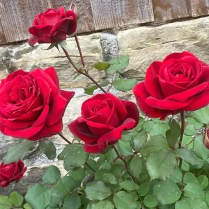 Don Juan Climbing Rose Live Plant – Fragrant Red Flowers – 4 to 7 inch Tall – Outdoor Vining Rose - Image 4