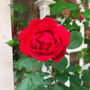 Don Juan Climbing Rose Live Plant – Fragrant Red Flowers – 4 to 7 inch Tall – Outdoor Vining Rose - Image 5