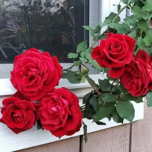 Don Juan Climbing Rose Live Plant – Fragrant Red Flowers – 4 to 7 inch Tall – Outdoor Vining Rose - Image 6