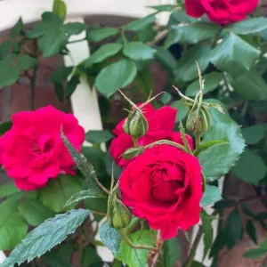 Don Juan Climbing Rose Live Plant – Fragrant Red Flowers – 4 to 7 inch Tall – Outdoor Vining Rose - Image 7