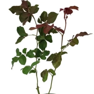 Don Juan Climbing Rose Live Plant – Fragrant Red Flowers – 4 to 7 inch Tall – Outdoor Vining Rose - Image 8