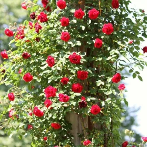 Don Juan Climbing Rose Live Plant – Fragrant Red Flowers – 4 to 7 inch Tall – Outdoor Vining Rose - Image 9