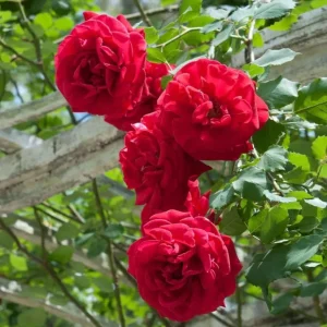 Don Juan Climbing Rose Live Plant – Fragrant Red Flowers – 4 to 7 inch Tall – Outdoor Vining Rose - Image 1