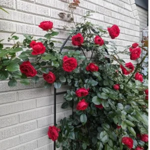 Don Juan Climbing Rose Live Plant - Fragrant Red Rose Bush, Large-Flowered Climber, 5-7 Inch Tall Starter - Image 2