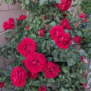 Don Juan Climbing Rose Live Plant - Fragrant Red Rose Bush, Large-Flowered Climber, 5-7 Inch Tall Starter - Image 3