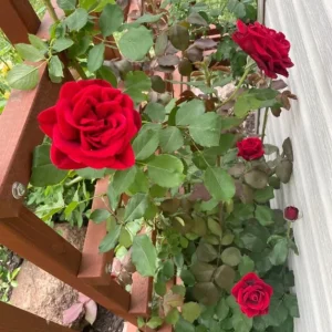 Don Juan Climbing Rose Live Plant - Fragrant Red Rose Bush, Large-Flowered Climber, 5-7 Inch Tall Starter - Image 4