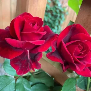 Don Juan Climbing Rose Live Plant - Fragrant Red Rose Bush, Large-Flowered Climber, 5-7 Inch Tall Starter - Image 6