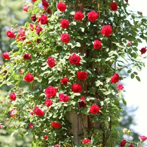 Don Juan Climbing Rose Live Plant - Fragrant Red Rose Bush, Large-Flowered Climber, 5-7 Inch Tall Starter - Image 1