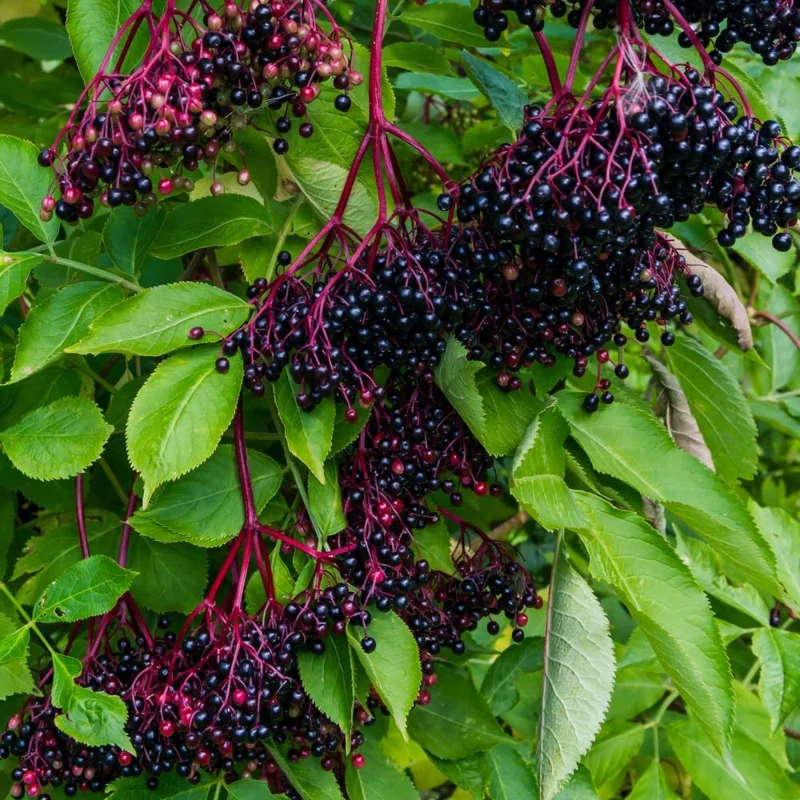 Dormant Elderberry Tree Live Plant - Hardy Fruit Shrub, Quart Pot, 1 Year Old - Image 2