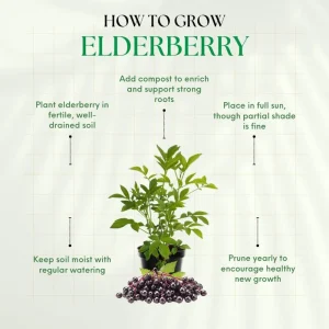Dormant Elderberry Tree Live Plant - Hardy Fruit Shrub, Quart Pot, 1 Year Old - Image 3