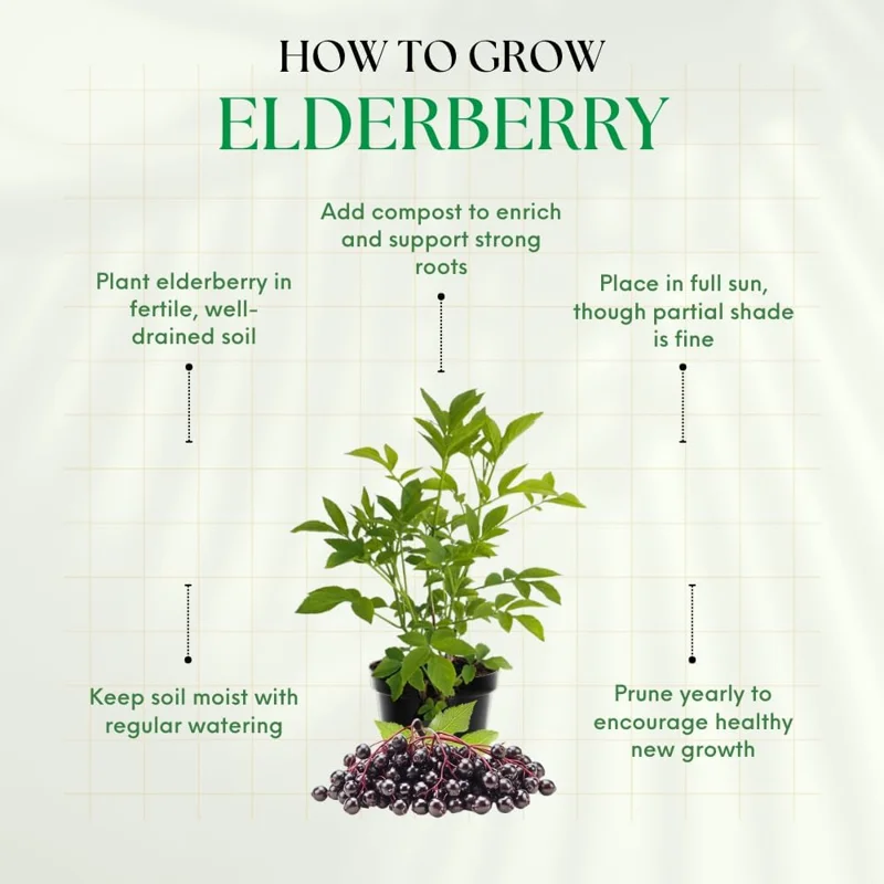 Dormant Elderberry Tree Live Plant - Hardy Fruit Shrub, Quart Pot, 1 Year Old - Image 3