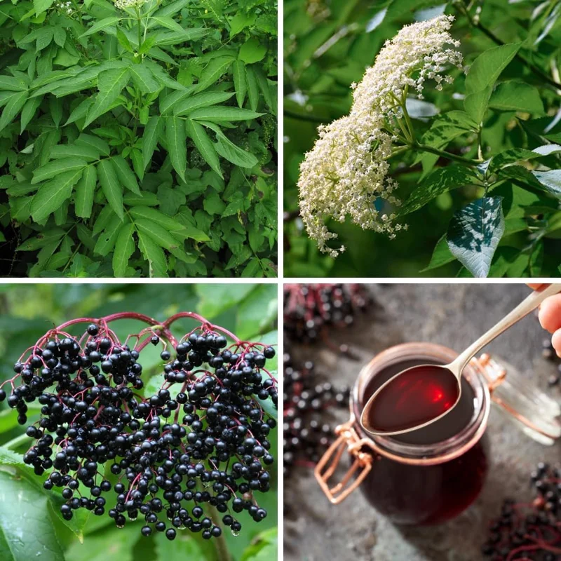 Dormant Elderberry Tree Live Plant - Hardy Fruit Shrub, Quart Pot, 1 Year Old - Image 5