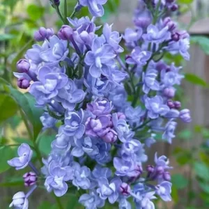 Double Blue Lilac Live Plant – Outdoor Shrub – 4 Inch Pot – Zone 3-7 - Image 4