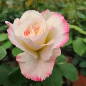 Double Delight Rose Live Plant – Hybrid Tea Rose Bush – Fragrant – Creamy White & Red – 5-7 Inch Tall Starter - Image 2