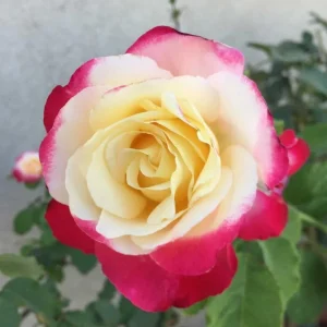 Double Delight Rose Live Plant – Hybrid Tea Rose Bush – Fragrant – Creamy White & Red – 5-7 Inch Tall Starter - Image 5