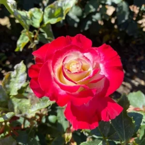 Double Delight Rose Live Plant – Hybrid Tea Rose Bush – Fragrant – Creamy White & Red – 5-7 Inch Tall Starter - Image 6