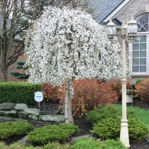 Double Pink Cherry Blossom Tree Live Plant, 6-12 Inch Tall, 2.5 Inch Pot, Outdoor - Image 2