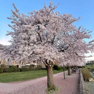Double Pink Cherry Blossom Tree Live Plant, 6-12 Inch, 2.5 Inch Pot, Outdoor - Image 3