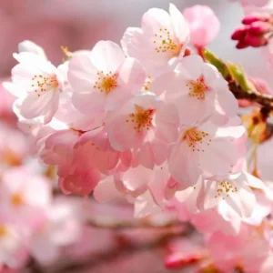 Double Pink Cherry Blossom Tree Live Plant, 6-12 Inch, 2.5 Inch Pot, Outdoor - Image 5