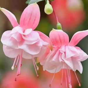 Double Pink Fuchsia Live Plant – Perennial Flower, 3 to 6 Inch Tall - Image 2