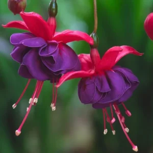 Double Pink Fuchsia Live Plant – Perennial Flower, 3 to 6 Inch Tall - Image 3