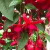 Double Pink Fuchsia Live Plant – Perennial Flower, 3 to 6 Inch Tall - Image 1