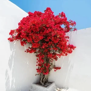 Double Red Bougainvillea Live Plant – Set of 2 Starter Plants, 5-8