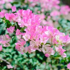 Double Red Bougainvillea Live Plant – Set of 2 Starter Plants, 5-8