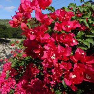 Double Red Bougainvillea Live Plant Starter Set, 2-Pack, 5-8
