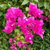 Double Red Bougainvillea Live Plant Starter Set, 2-Pack, 5-8" Tropical Blooms - Image 1