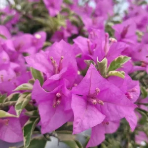 Double Red Bougainvillea Live Plant Starter Set, 2-Pack, 5-8