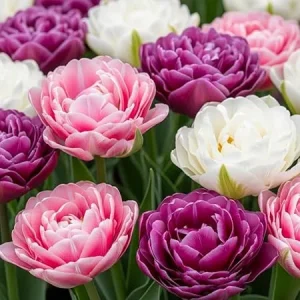 Double Tulip Bulbs Mix - 15 Count for Fall Planting, Full Sun, Vibrant Spring Blooms - Image 7