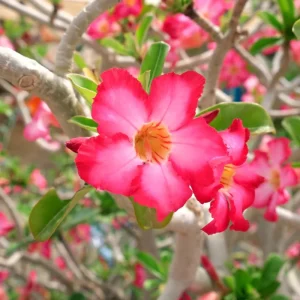 Double Yellow Desert Rose Live Plant (2-Pack) – Adenium Obesum – 5-9 Inches Tall - Image 2
