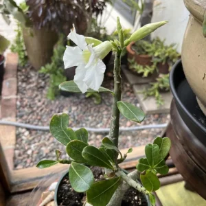 Double Yellow Desert Rose Live Plant (2-Pack) – Adenium Obesum – 5-9 Inches Tall - Image 3