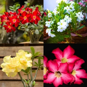 Double Yellow Desert Rose Live Plant (2-Pack) – Adenium Obesum – 5-9 Inches Tall - Image 4