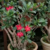 Double Yellow Desert Rose Live Plant (2-Pack) – Adenium Obesum – 5-9 Inches Tall - Image 1
