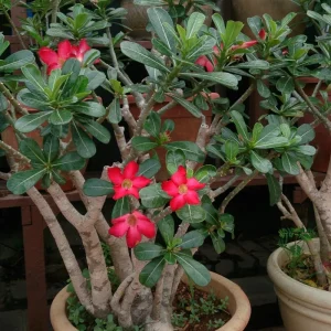 Double Yellow Desert Rose Live Plant (2-Pack) – Adenium Obesum – 5-9 Inches Tall - Image 1